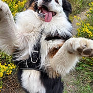 Uzzy a rejoint le concours — aidez-le/la à gagner de superbes lots ! dog, happy, tongue_out, fluffy, outdoor, nature, yellow_flowers, grass, black_and_white_fur, playful, pet, canine, close_up, walking_path, summer, active, joyful, animal, fur, daylight
