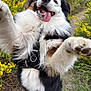 dog, happy, tongue_out, fluffy, outdoor, nature, yellow_flowers, grass, black_and_white_fur, playful, pet, canine, close_up, walking_path, summer, active, joyful, animal, fur, daylight