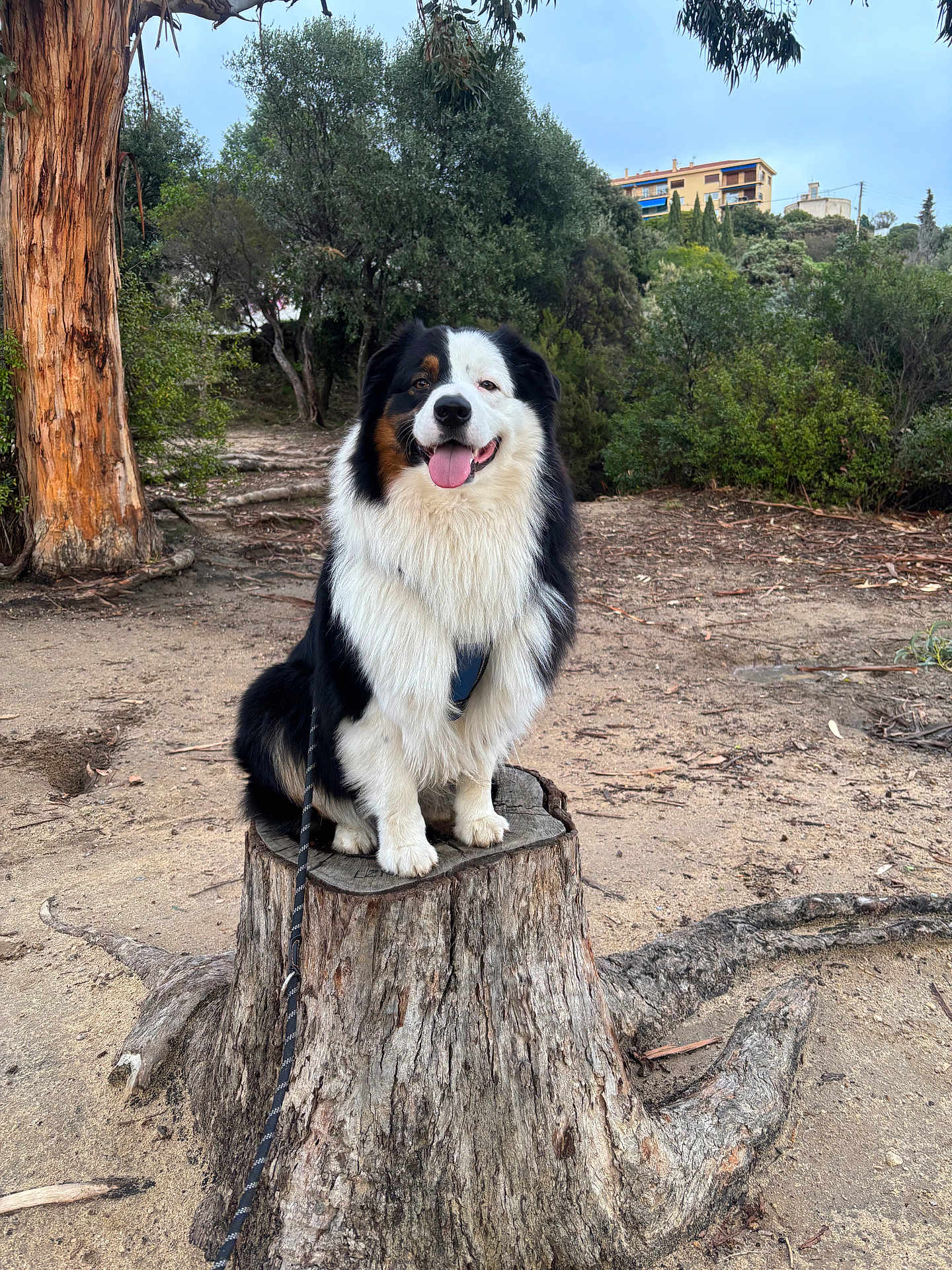 Uzzy participe au concours pour gagner de l'argent avec cette photo : dog, tree_stump, outdoor, nature, forest, happy, smiling, leash, fur, animal, pet, canine, tree, bark, ground, greenery, park, walking, tongue_out, sitting