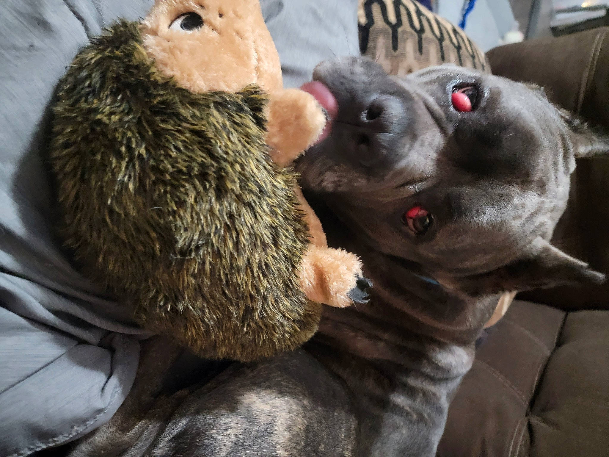 Akasha joined the competition — help win amazing prizes! carnivore, claw, comfort, companion_dog, dog_breed, fawn, fur, gesture, grey, mammal, mustelidae, north_american_river_otter, paw, rodent, snout, stuffed_toy, terrestrial_animal, toy, vertebrate, whiskers