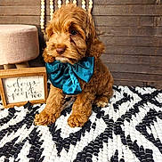 Cooper is registered to the contest to win money with this photo: adorable, animal, beads, bow, brown_dog, cozy, cute, cute_pet, decor, dog, fluffy, framed_sign, indoor, patterned_rug, pet, portrait, puppy, rugs, sitting, wooden_wall