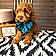 Cooper