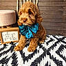 adorable, animal, beads, bow, brown_dog, cozy, cute, cute_pet, decor, dog, fluffy, framed_sign, indoor, patterned_rug, pet, portrait, puppy, rugs, sitting, wooden_wall