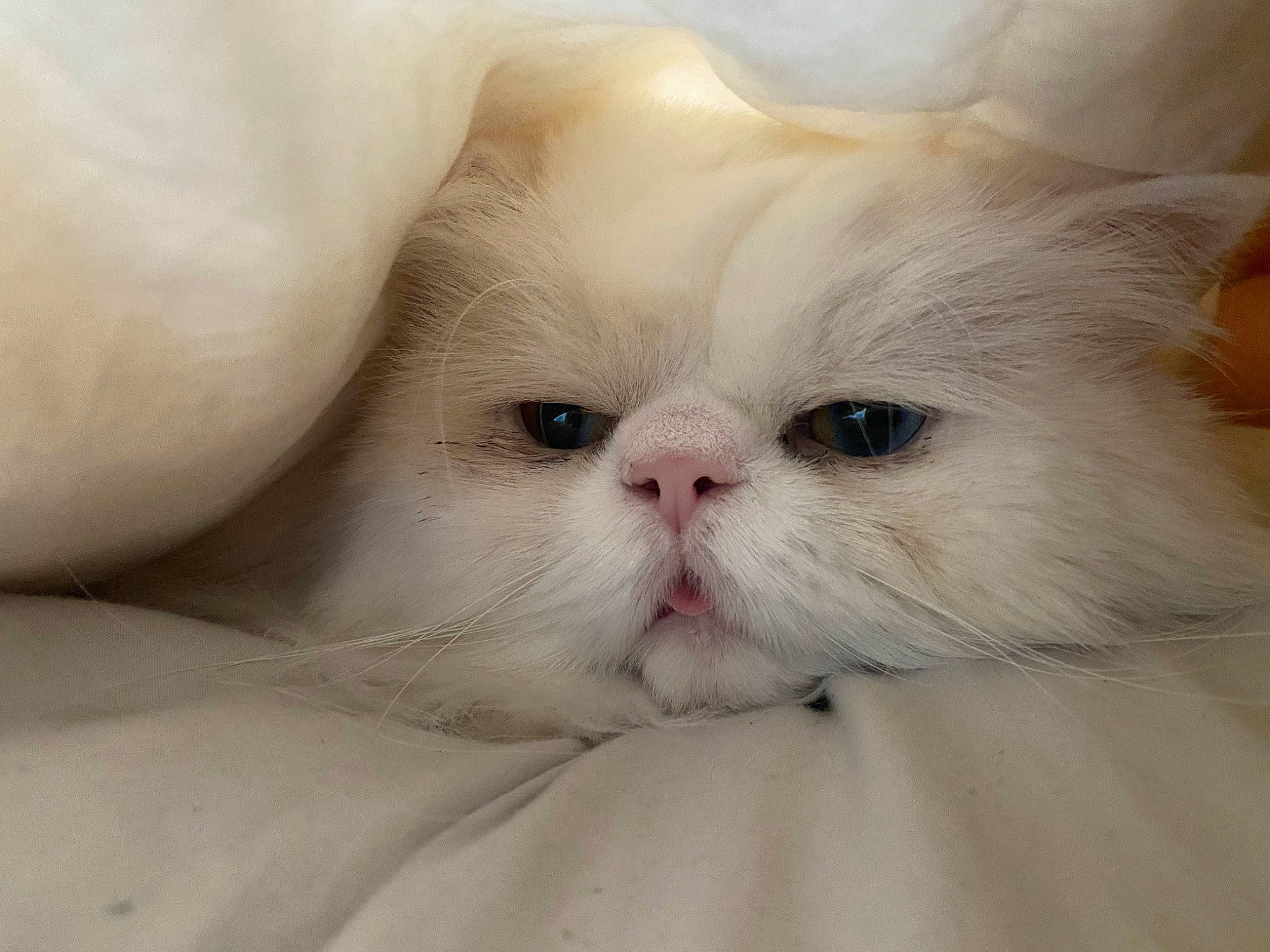 Arthur joined the competition — help win amazing prizes! carnivore, comfort, flesh, fur, natural_material, symmetry, whiskers