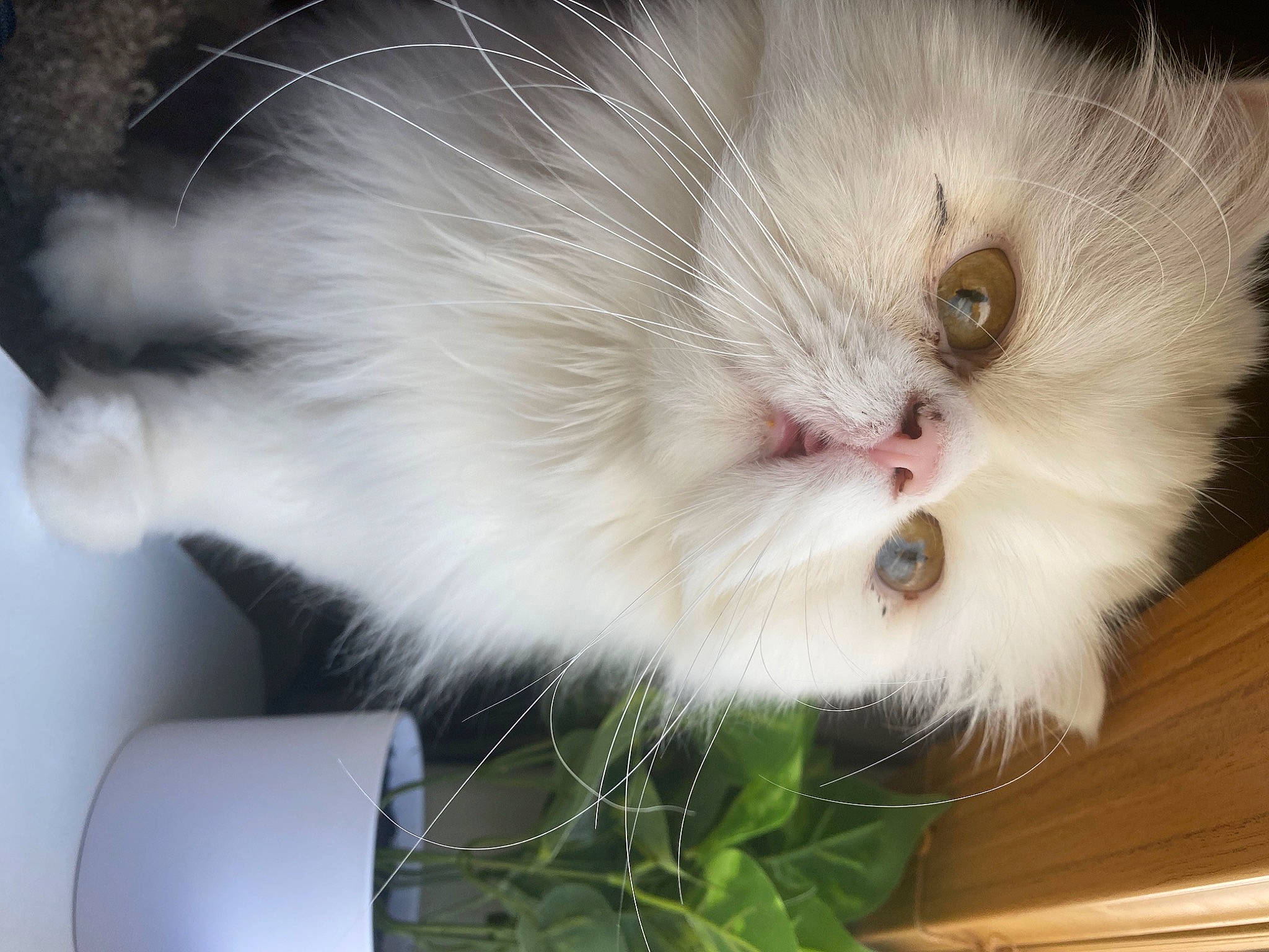 Arthur is registered to the contest to win money with this photo: carnivore, cat, claw, felidae, fur, paw, small_to_medium_sized_cats, whiskers