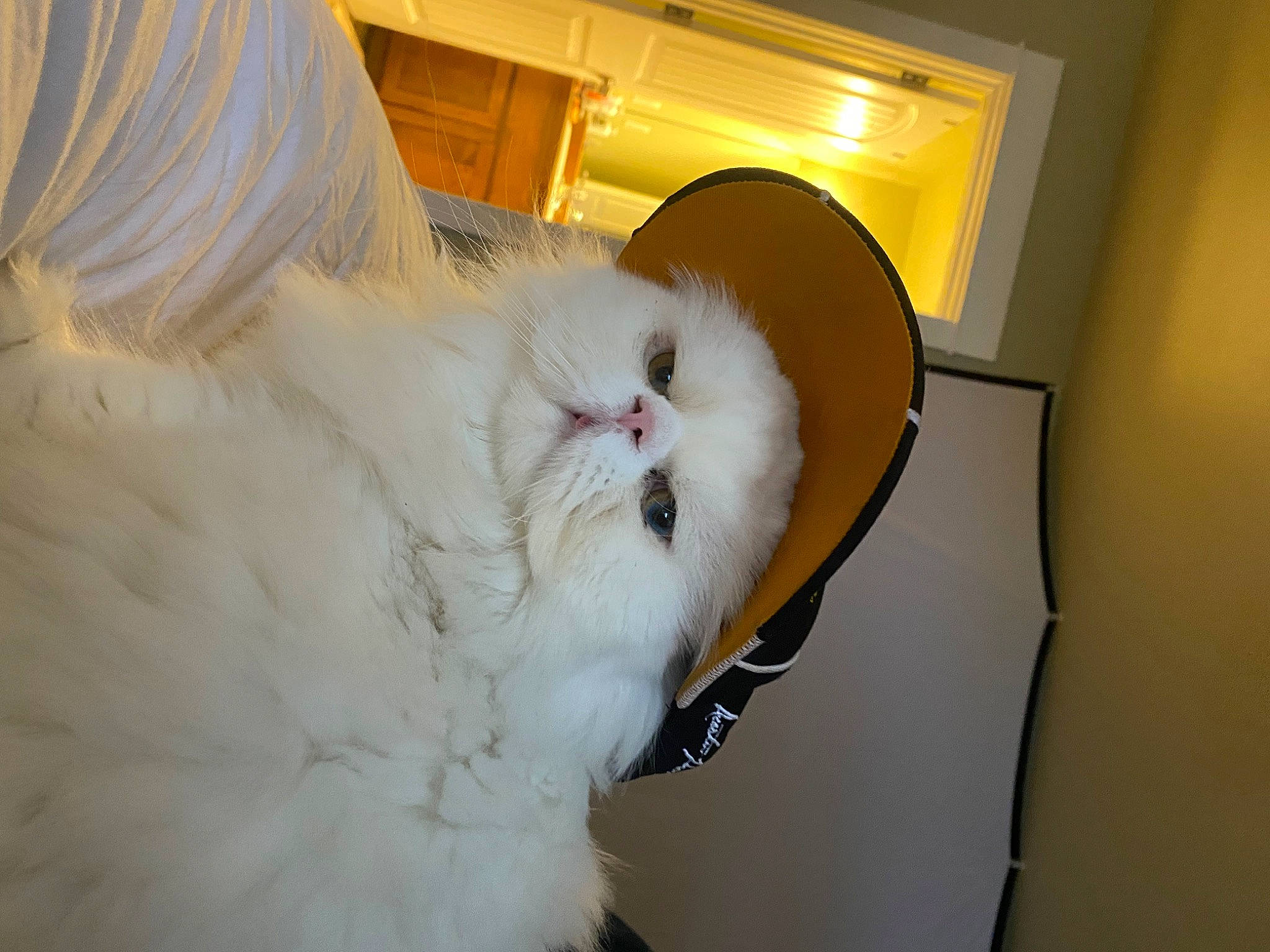 Arthur joined the competition — help win amazing prizes! cage, carnivore, cat, eye, fawn, felidae, fur, room, small_to_medium_sized_cats, snout, tail, terrestrial_animal, whiskers, wood