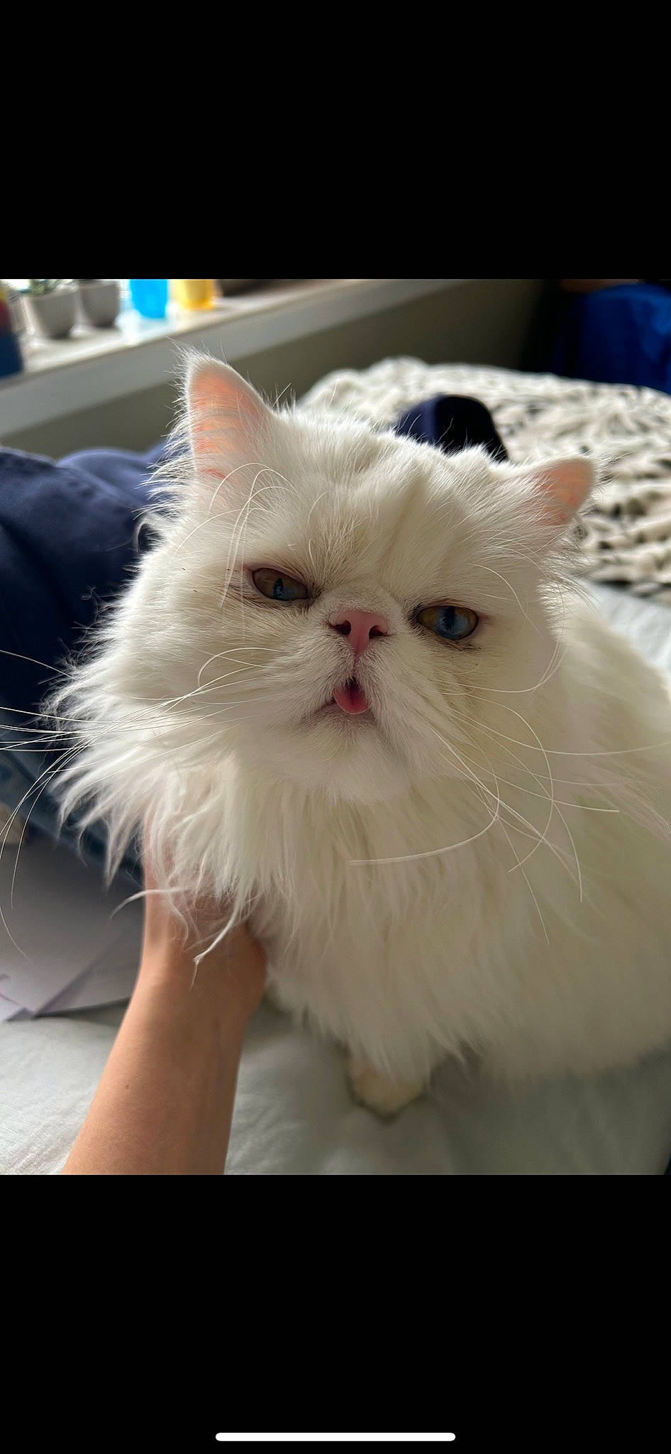 Arthur is registered to the contest to win money with this photo: british_longhair, carnivore, cat, comfort, felidae, fruit, fur, persian, plant, small_to_medium_sized_cats, snout, terrestrial_animal, vegetable, whiskers