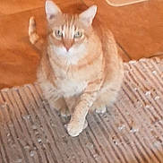 Curtis is registered to the contest to win money with this photo: animal, blur, cat, cute, domestic, ears, feline, floor, fur, home, indoor, looking_up, mat, orange_tabby, pet, resting, sitting, soft, tail, whiskers