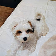 Flow is registered to the contest to win money with this photo: puppy, dog, white_fur, brown markings, fluffy, small_dog, long_fur, black_nose, pet, lying_down, bed, bedroom, white_bedding, blanket, cozy, indoors, portrait, cute, animal, home_decor