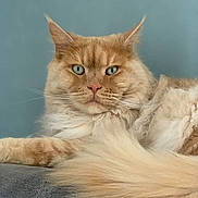 Olaf a rejoint le concours — aidez-le/la à gagner de superbes lots ! cat, fluffy, orange_cat, green_eyes, pet, animal, feline, lying_down, portrait, close_up, indoor, soft_fur, long_hair, relaxed, majestic, whiskers, tail, ears, nose, background