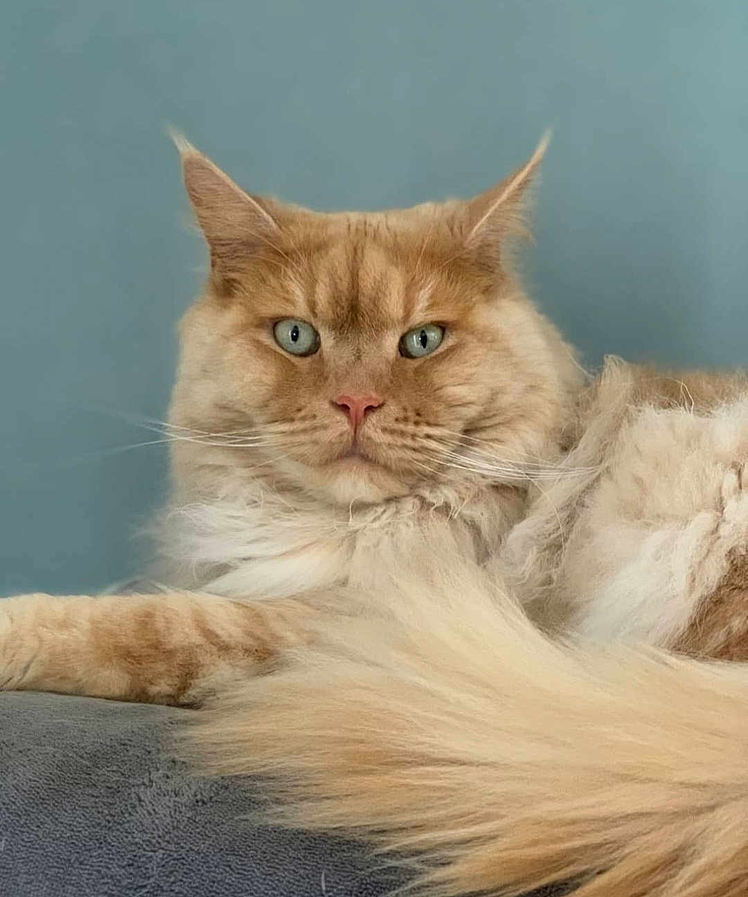 Olaf a rejoint le concours — aidez-le/la à gagner de superbes lots ! cat, fluffy, orange_cat, green_eyes, pet, animal, feline, lying_down, portrait, close_up, indoor, soft_fur, long_hair, relaxed, majestic, whiskers, tail, ears, nose, background