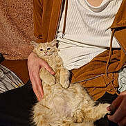 Taco is registered to the contest to win money with this photo: cat, orange_cat, fluffy, pet, lap, person, hand, holding, cozy, indoor, blanket, clothing, white_shirt, brown_jacket, relaxed, cute, fur, paw, sitting, comfort