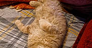 Taco is registered to the contest to win money with this photo: cat, orange_cat, fluffy, bed, blanket, pillow, upside_down, whiskers, fur, pet, indoor, cozy, cute, relaxed, sleepy, animal, feline, resting, soft, domestic