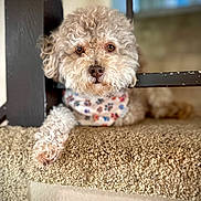 Parker joined the competition — help win amazing prizes! dog, curly_fur, bandana, carpeted_stairs, indoor, pet, brown_eyes, close_up, resting, paw_prints, wooden_bannister, cozy, animal, cute, portrait, furry, relaxed, domestic, companion, friendly