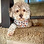 dog, curly_fur, bandana, carpeted_stairs, indoor, pet, brown_eyes, close_up, resting, paw_prints, wooden_bannister, cozy, animal, cute, portrait, furry, relaxed, domestic, companion, friendly
