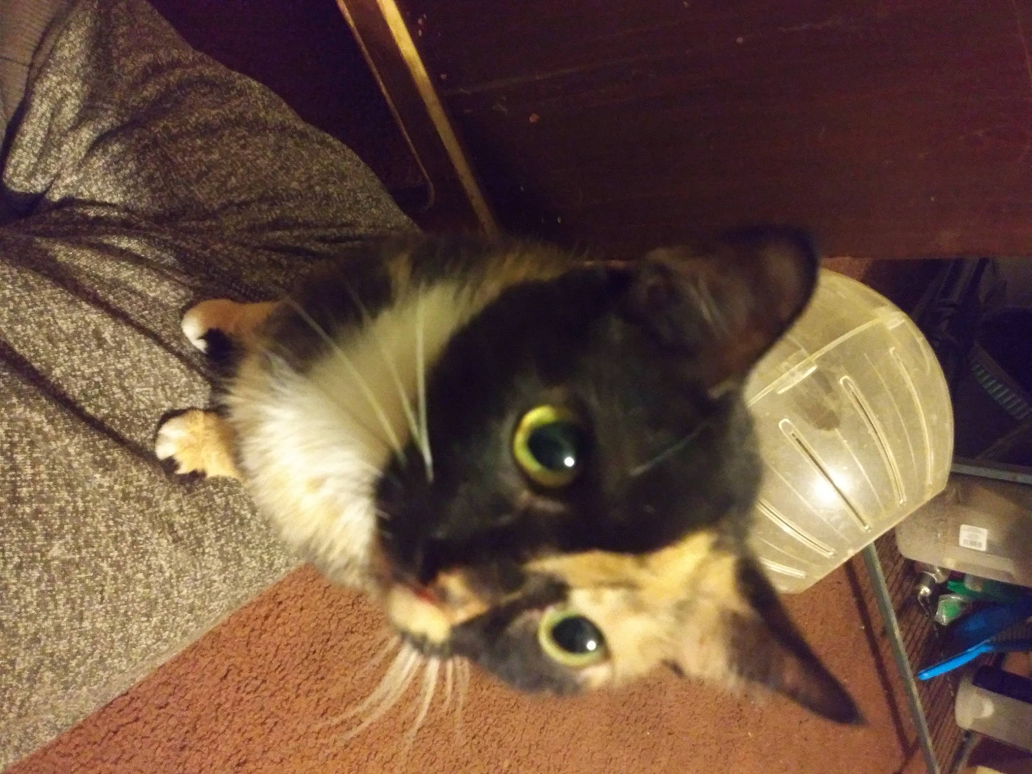 Buttercup is registered to the contest to win money with this photo: carnivore, cat, claw, companion_dog, domestic_short_haired_cat, fawn, felidae, fur, hardwood, paw, small_to_medium_sized_cats, tail, tints_and_shades, whiskers