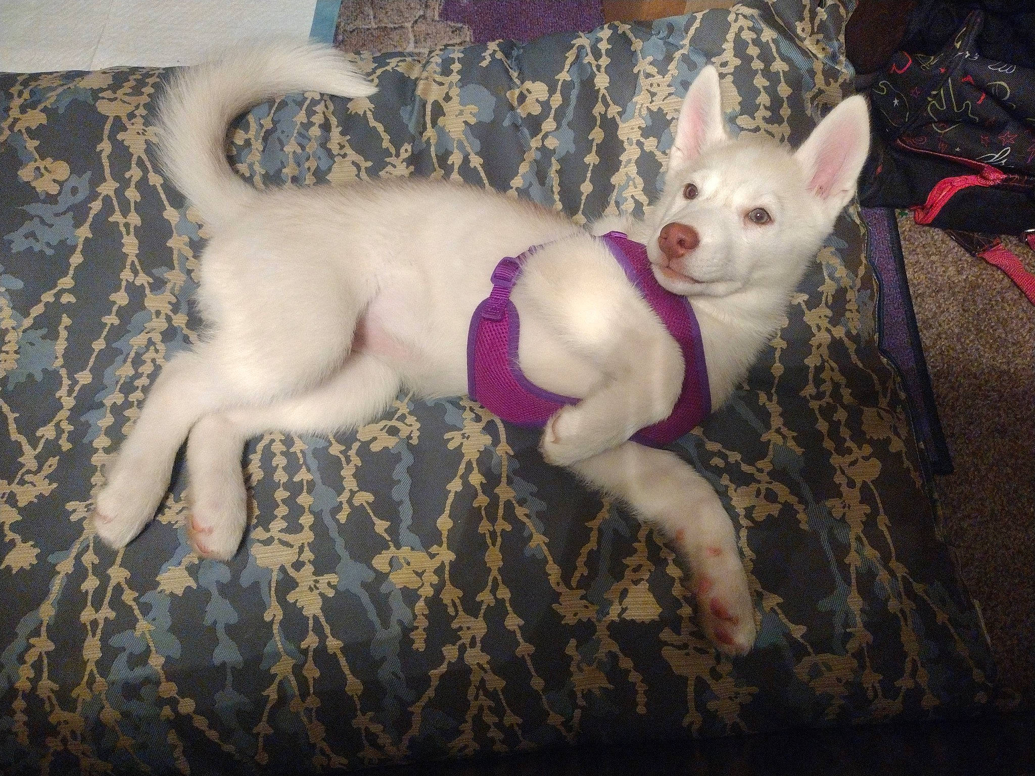 Luna Rose joined the competition — help win amazing prizes! bull_terrier, canidae, carmine, carnivore, companion_dog, dog, dog_breed, english_white_terrier, fawn, felidae, fur, paw, snout, sporting_group, tail, terrestrial_animal, toy, toy_dog, whiskers, working_animal