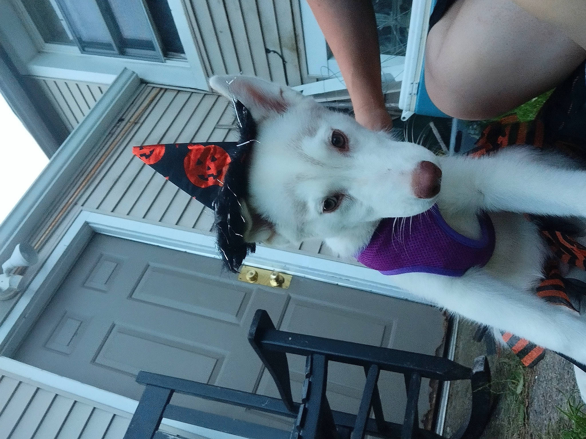 Luna Rose is registered to the contest to win money with this photo: canidae, carnivore, companion_dog, dog, dog_breed, door, fun, fur, guard_dog, human_leg, non_sporting_group, photography, snapshot, snout, sporting_group, working_dog