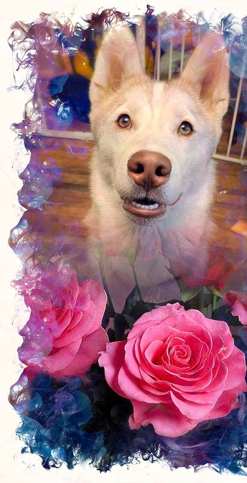 Luna Rose joined the competition — help win amazing prizes! art, beauty, carnivore, companion_dog, cut_flowers, dog, dog_breed, fawn, flower, happy, hybrid_tea_rose, paint, petal, photograph, pink, rose, rose_family, rose_order, snout, whiskers