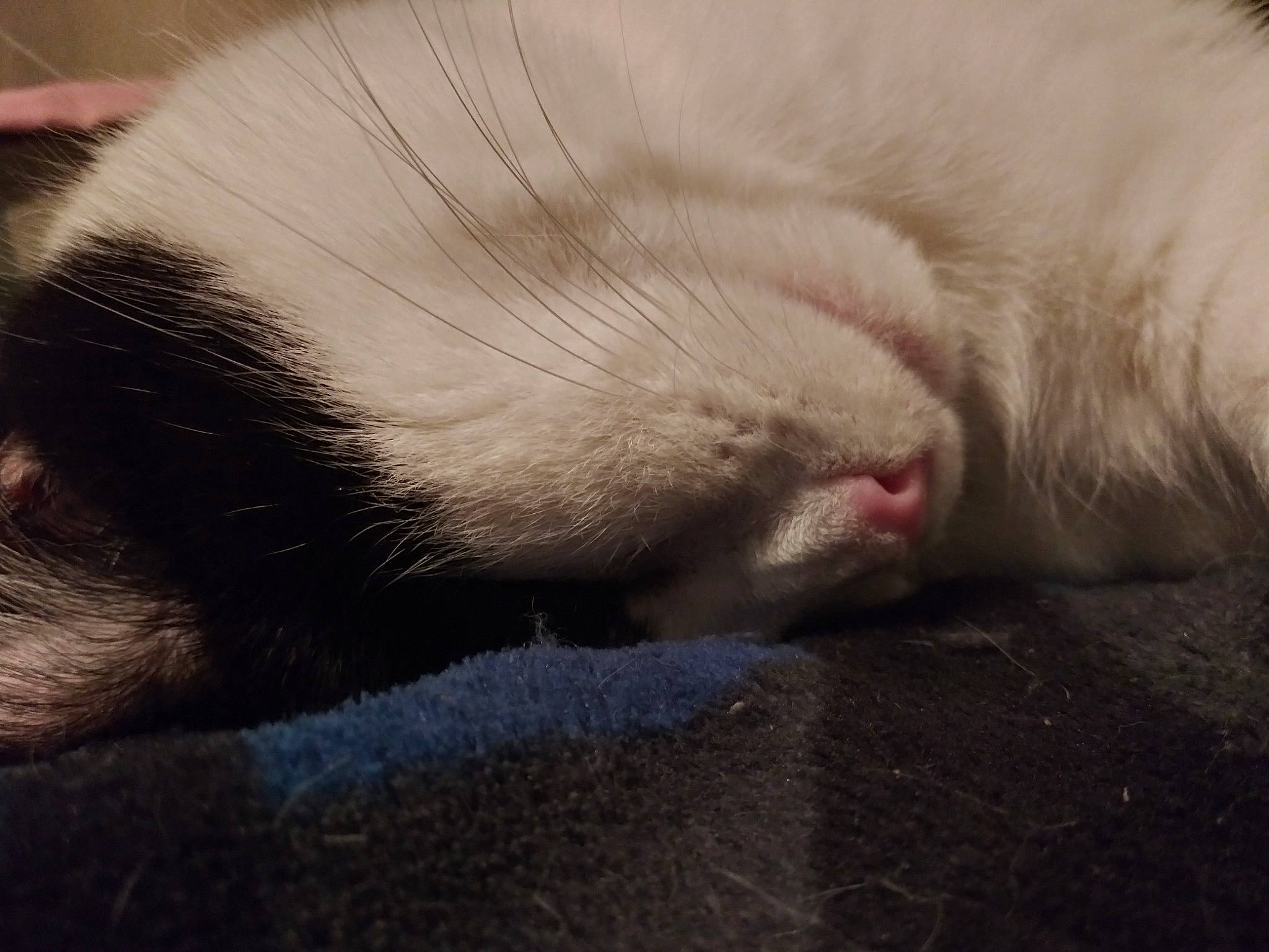 Cow is registered to the contest to win money with this photo: carnivore, cat, claw, close_up, comfort, felidae, fur, nap, paw, sleep, small_to_medium_sized_cats, snout, tail, terrestrial_animal, whiskers