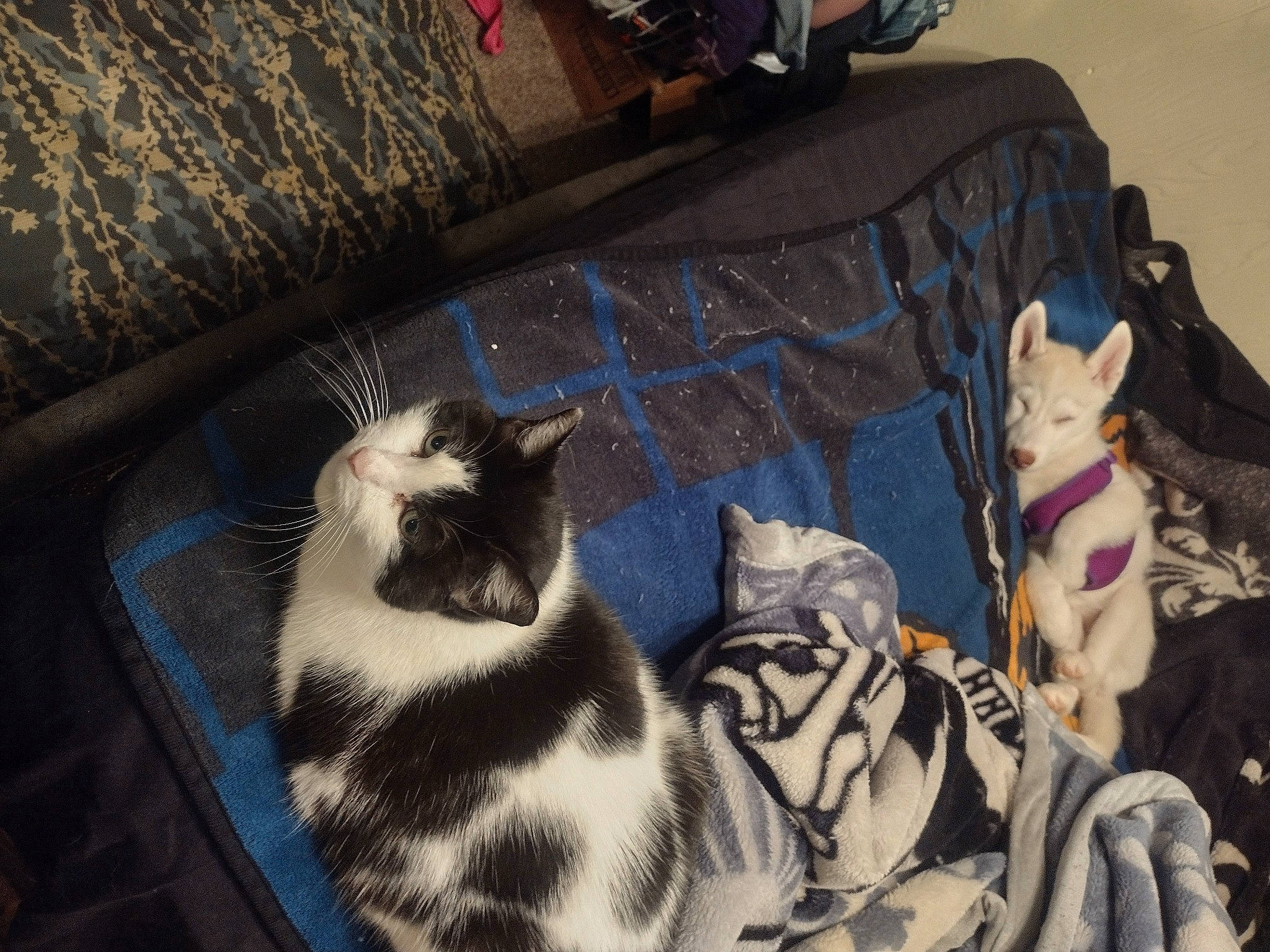 Cow joined the competition — help win amazing prizes! bag, black, canidae, carnivore, cat, comfort, couch, domestic_short_haired_cat, felidae, fur, grey, linens, living_room, luggage_and_bags, room, small_to_medium_sized_cats, table, tail, textile, whiskers