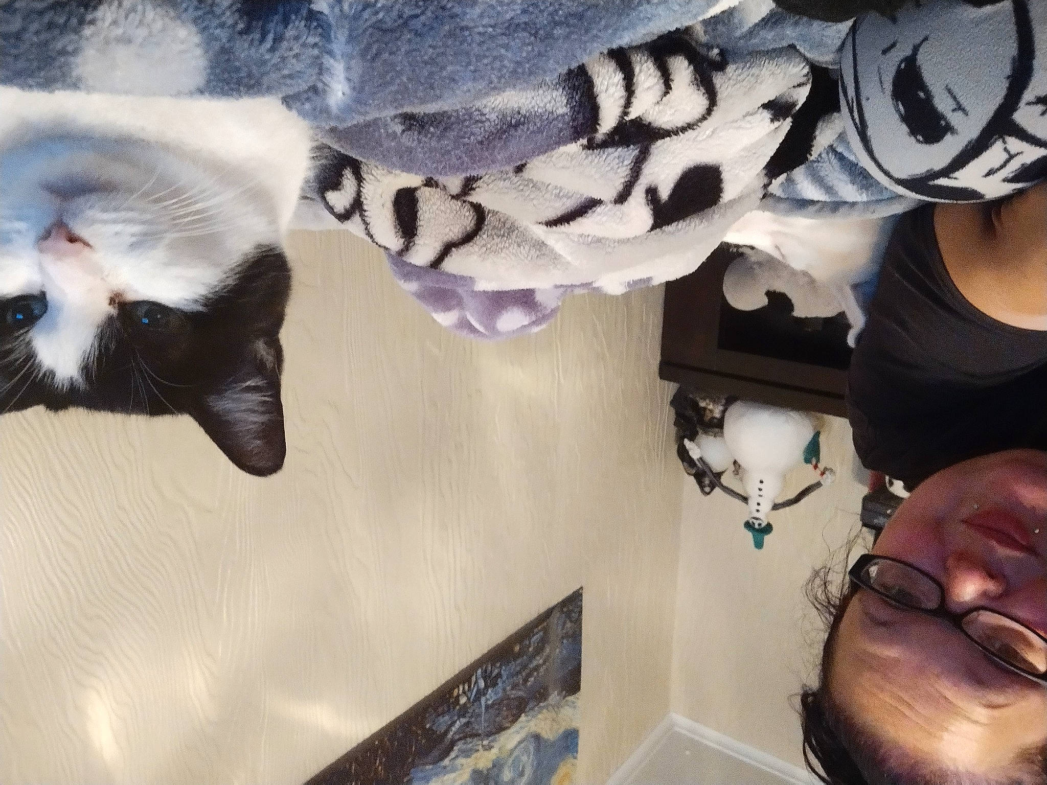 Cow joined the competition — help win amazing prizes! balinese, carnivore, cat, comfort, domestic_short_haired_cat, eyewear, felidae, fur, grey, linens, paw, room, selfie, sleeve, small_to_medium_sized_cats, t_shirt, tail, thai, visual_arts, whiskers