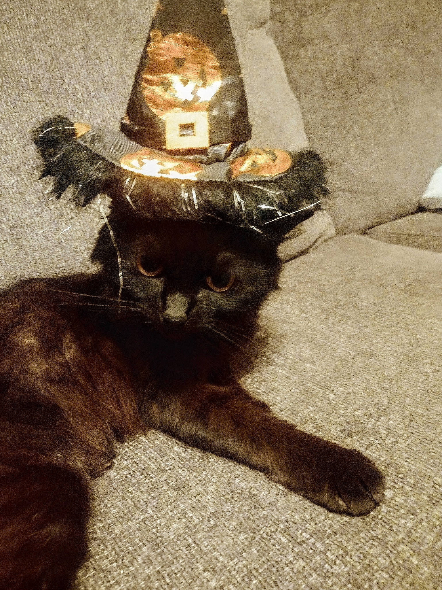 Elvira Jade joined the competition — help win amazing prizes! art, black_cat, carnivore, cat, costume_hat, dog_breed, domestic_short_haired_cat, fashion_accessory, fawn, felidae, fur, hat, helmet, liver, paw, personal_protective_equipment, small_to_medium_sized_cats, snout, tail, whiskers