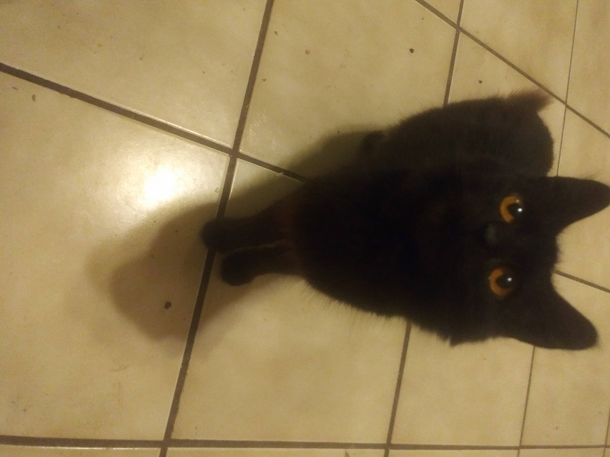 Elvira Jade joined the competition — help win amazing prizes! black_cat, bombay, carnivore, cat, claw, domestic_short_haired_cat, felidae, floor, flooring, fur, hardwood, paw, shadow, small_to_medium_sized_cats, snout, tail, terrestrial_animal, tile, whiskers, wood