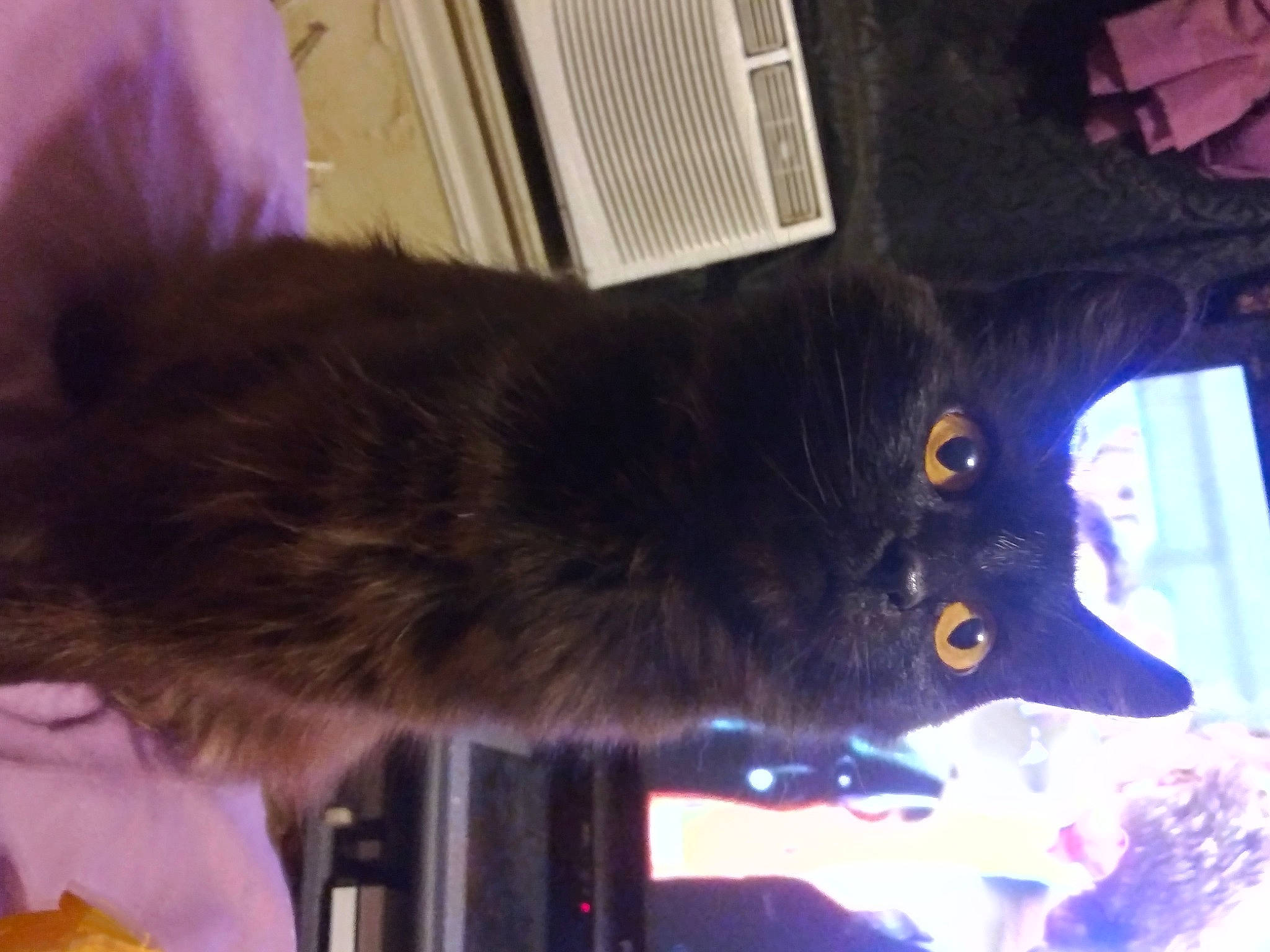 Elvira Jade is registered to the contest to win money with this photo: black_cat, bombay, canidae, carnivore, cat, claw, dog_breed, domestic_short_haired_cat, ear, felidae, fur, small_to_medium_sized_cats, snout, sporting_group, tail, tree, whiskers