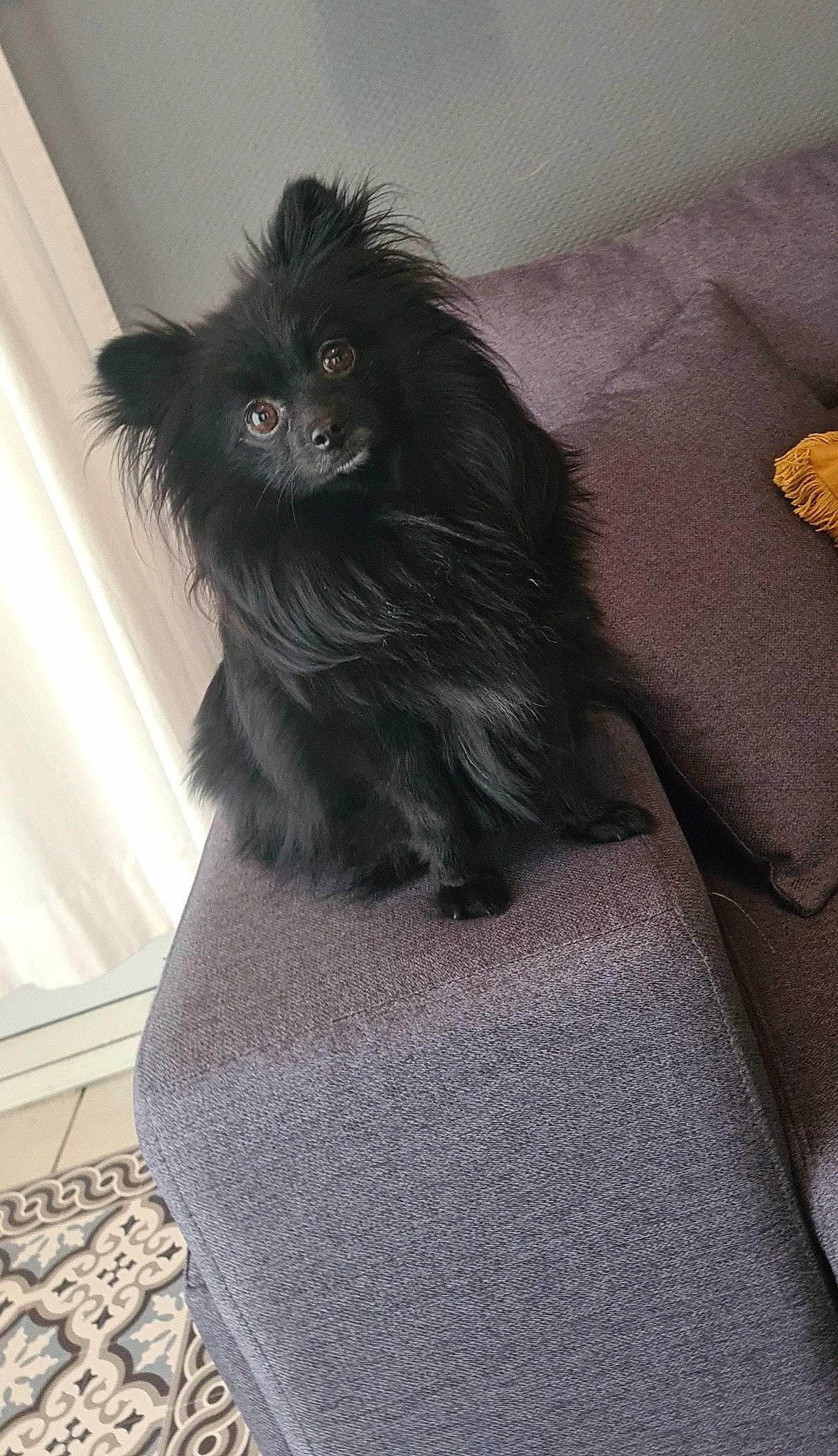 Zara a rejoint le concours — aidez-le/la à gagner de superbes lots ! black_cat, canidae, carnivore, comfort, companion_dog, dog_breed, dog_supply, fawn, felidae, fur, grey, hair, liver, small_to_medium_sized_cats, snout, sporting_group, tail, toy_dog, whiskers, working_animal