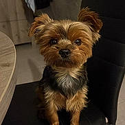 Sully participe au concours pour gagner de l'argent avec cette photo : dog, pet, indoor, chair, black_chair, fur, small_dog, cute, animal, looking, portrait, brown_fur, black_fur, ears, face, sitting, floor, table, domestic, companion