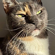 Tina a rejoint le concours — aidez-le/la à gagner de superbes lots ! cat, close_up, whiskers, yellow_eyes, fur, sunlight, portrait, animal, pet, feline, face, ears, indoor, calm, majestic, expression, detail, soft_light, tricolor, domestic_cat