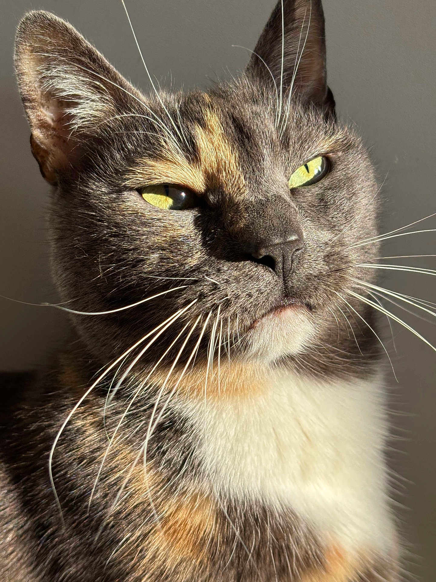 Tina a rejoint le concours — aidez-le/la à gagner de superbes lots ! cat, close_up, whiskers, yellow_eyes, fur, sunlight, portrait, animal, pet, feline, face, ears, indoor, calm, majestic, expression, detail, soft_light, tricolor, domestic_cat