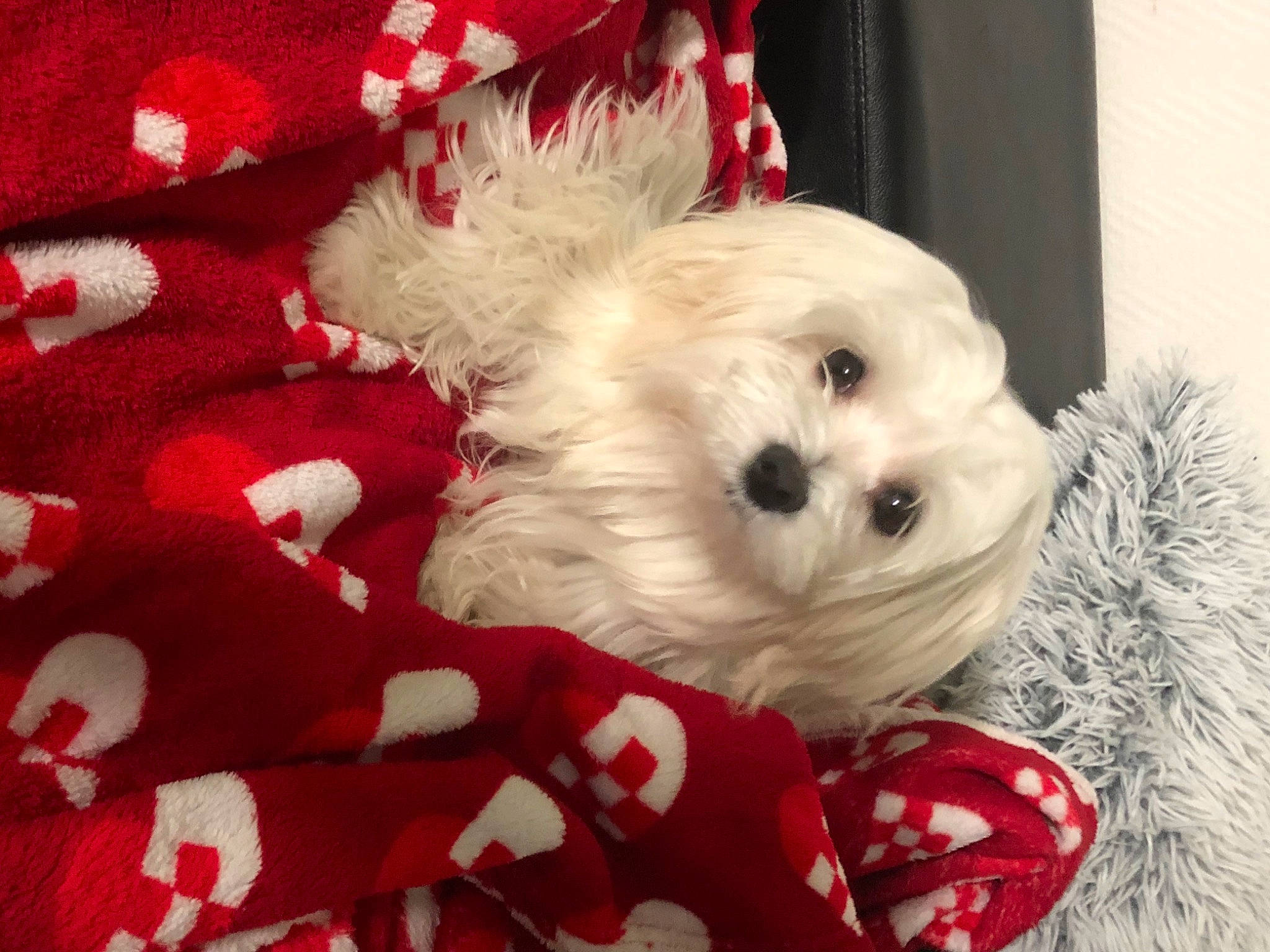 Gaufrette a rejoint le concours — aidez-le/la à gagner de superbes lots ! bichon, bolognese, canidae, carnivore, cavachon, cockapoo, companion_dog, coton_de_tulear, dog, dog_breed, maltepoo, maltese, mammal, morkie, puppy, puppy_love, schnoodle, shih_tzu, toy_dog, toy_poodle