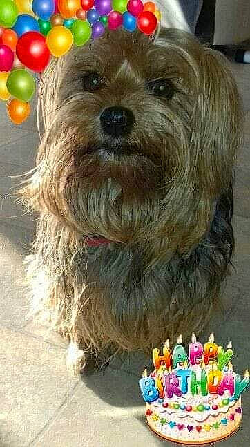 Laidy participe au concours pour gagner de l'argent avec cette photo : ancient_dog_breeds, balloon, carnivore, companion_dog, dog, dog_breed, dog_supply, food, fruit, fur, gummi_candy, ingredient, liver, natural_foods, small_terrier, snout, sporting_group, sweetness, terrier, toy_dog