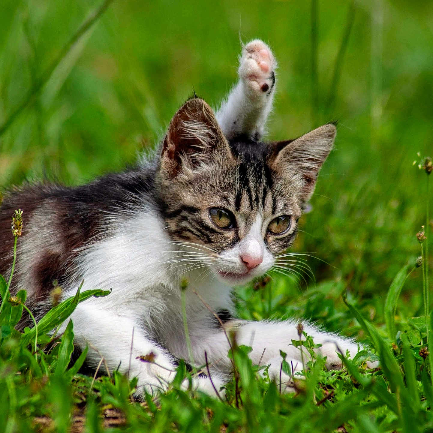 Petit Mimi participe au concours pour gagner de l'argent avec cette photo : abyssinian, angora, animal, cat, countryside, field, grass, grassland, green, herbal, herbs, kitten, lawn, manx, meadow, nature, outdoors, pet, plant, rural