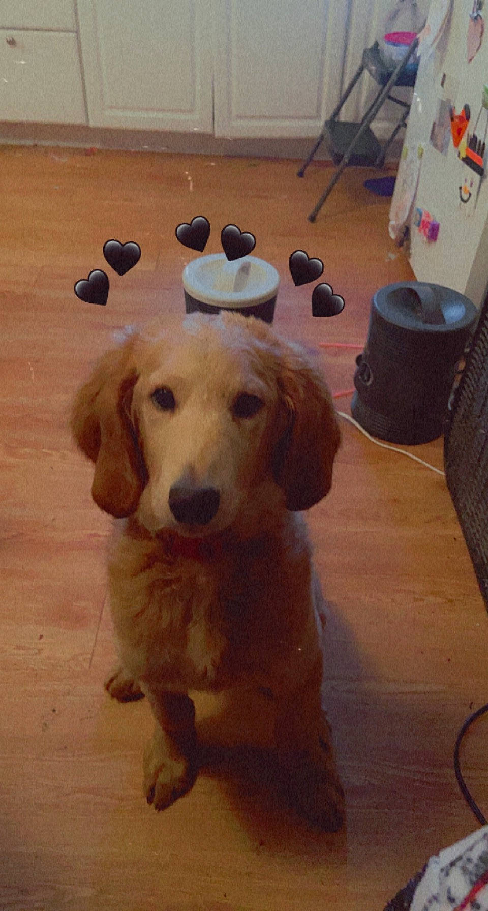 Benito joined the competition — help win amazing prizes! carnivore, companion_dog, dog, dog_breed, fawn, floor, flooring, fur, hardwood, paper_towel, paw, pet_supply, snout, sporting_group, tail, whiskers, wood, wood_flooring, wood_stain, working_animal