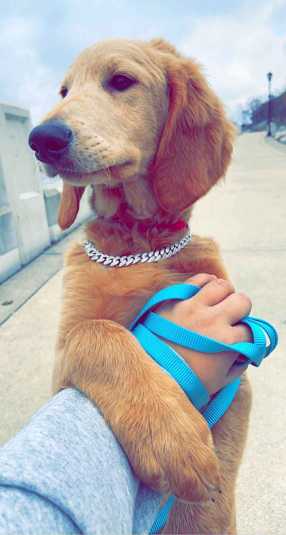 Benito joined the competition — help win amazing prizes! blue, carnivore, cloud, collar, companion_dog, dog, dog_breed, dog_collar, dog_supply, electric_blue, fashion_accessory, fawn, gun_dog, leash, liver, pet_supply, sky, snout, sporting_group, working_animal