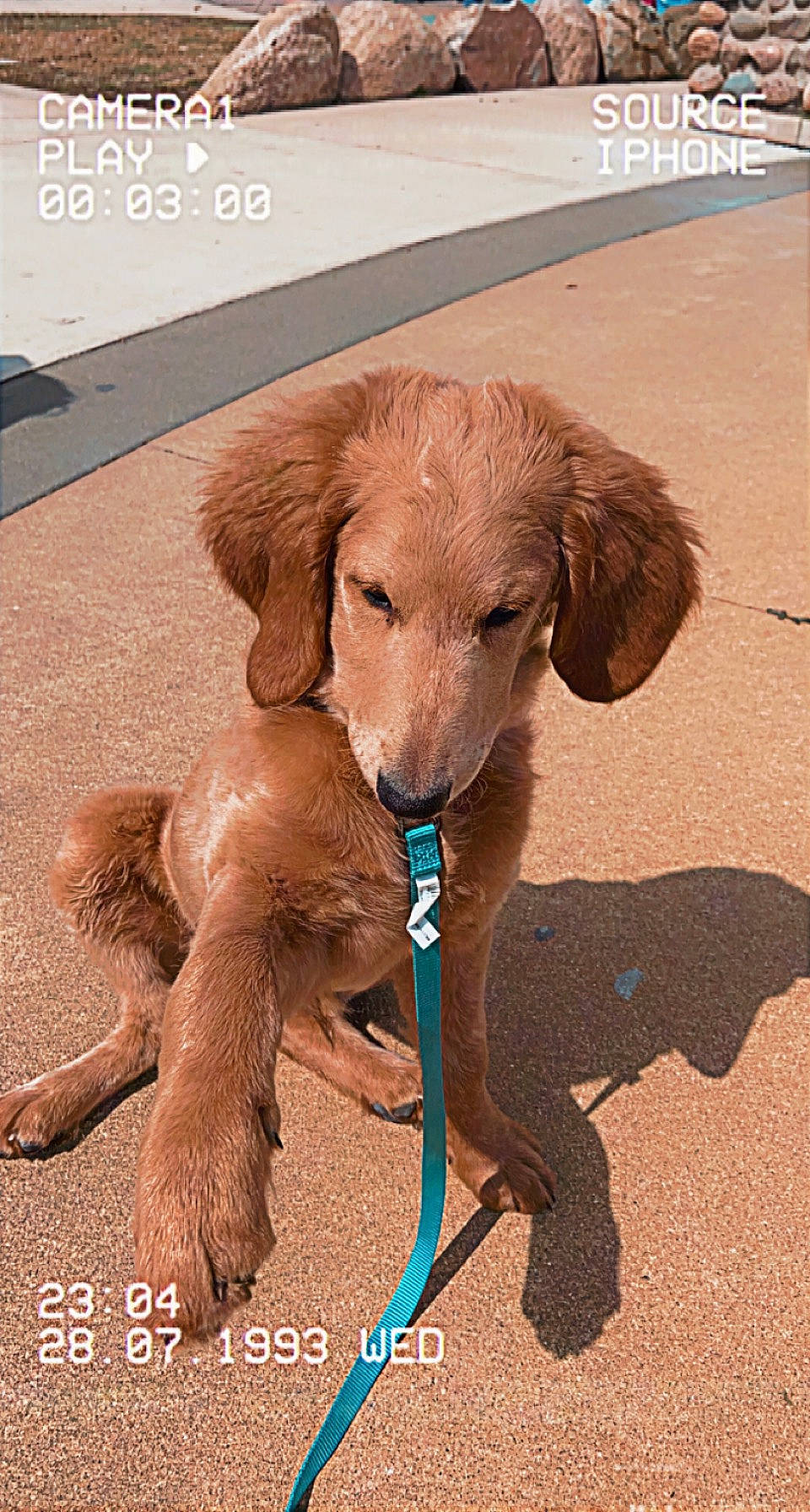 Benito joined the competition — help win amazing prizes! canidae, carnivore, collar, companion_dog, dog, dog_breed, fawn, fur, gun_dog, hardwood, liver, pet_supply, snout, sporting_group, tail, terrestrial_animal, toy, wood, wood_stain, working_animal