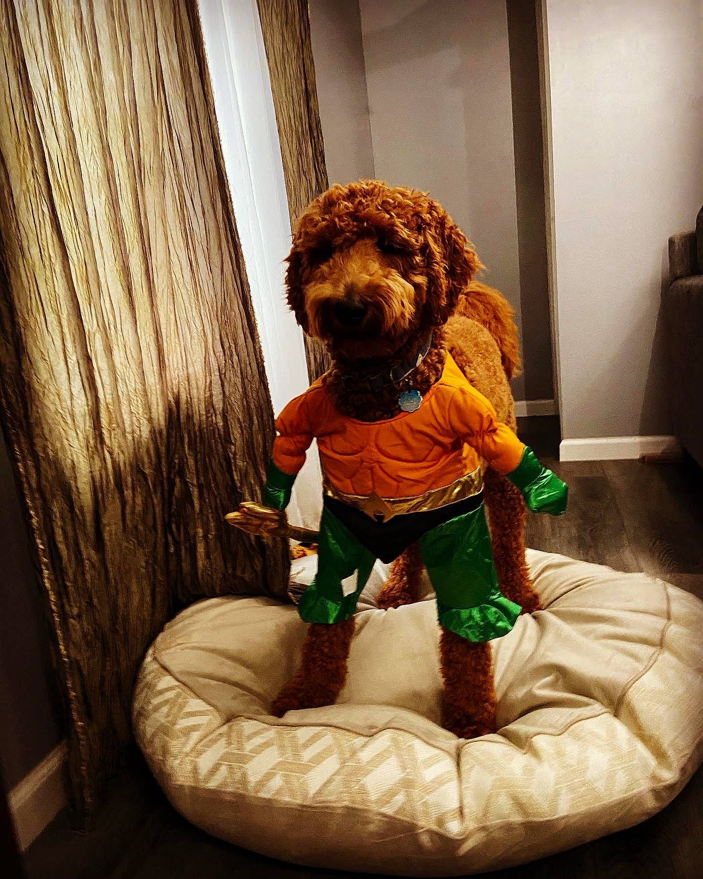Guapo joined the competition — help win amazing prizes! art, artifact, bean_bag, brown_bear, canidae, comfort, companion_dog, curtain, felidae, fictional_character, flooring, fur, hardwood, photograph, room, sitting, sporting_group, stuffed_toy, toy, wood
