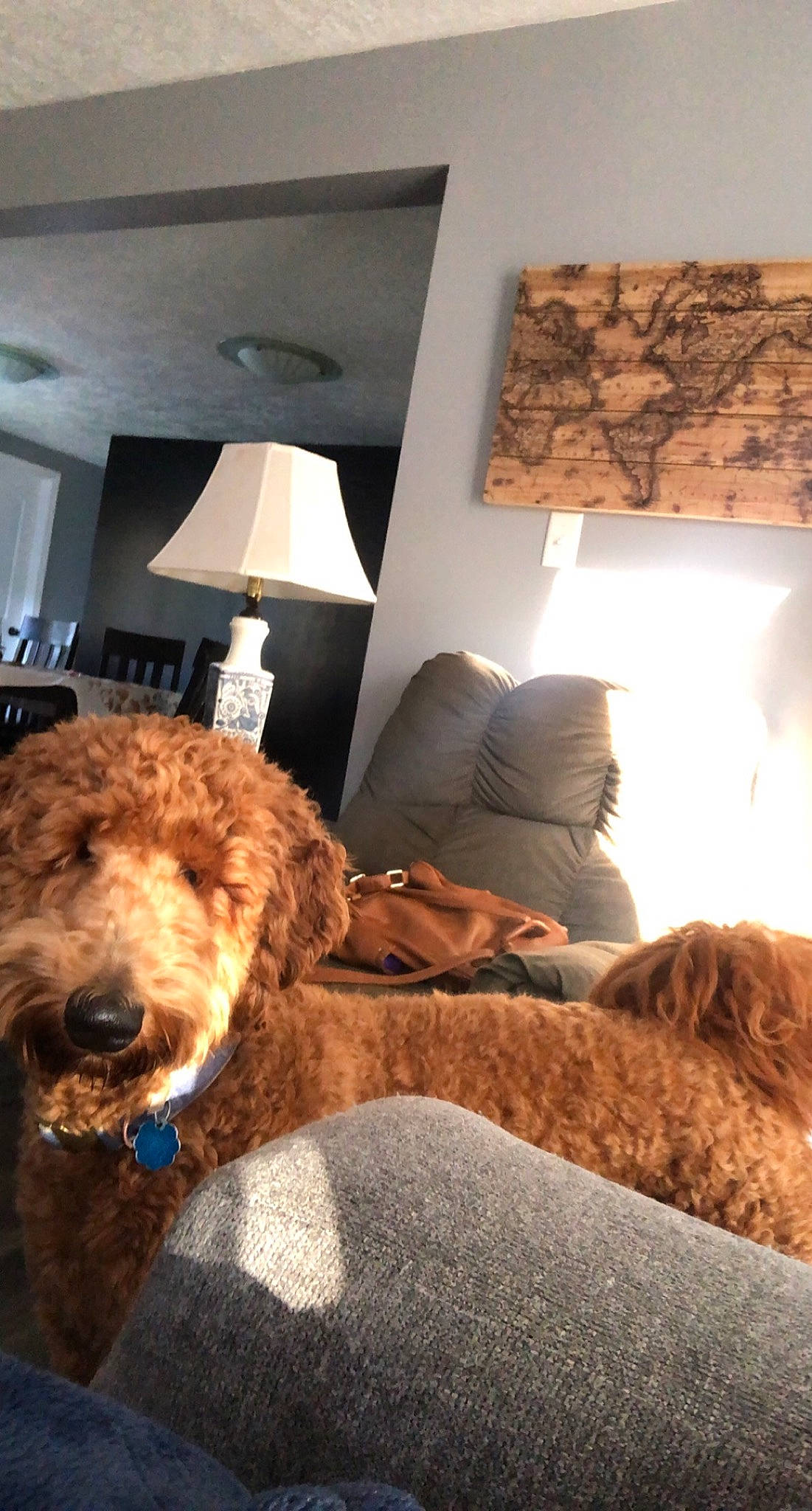 Guapo joined the competition — help win amazing prizes! airedale_terrier, bed_frame, carnivore, comfort, companion_dog, couch, dog, floor, flooring, furniture, hardwood, house, interior_design, lamp, lighting, linens, living_room, poodle, water_dog, wood