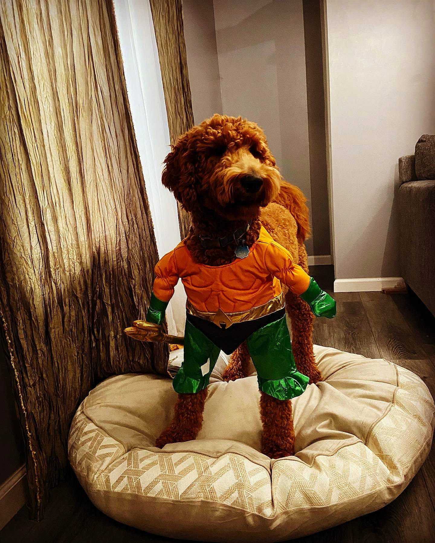 Guapo is registered to the contest to win money with this photo: art, artifact, bean_bag, bear, brown_bear, comfort, curtain, fictional_character, figurine, flooring, fun, fur, interior_design, room, sitting, stuffed_toy, teddy_bear, toy, wood