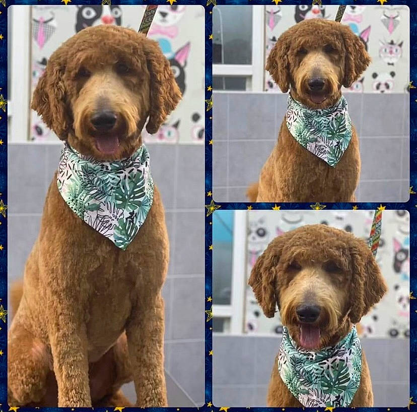 Guapo joined the competition — help win amazing prizes! art, blue, carnivore, collar, companion_dog, dog, dog_breed, dog_collar, dog_supply, fawn, liver, mammal, pet_supply, photograph, snout, sporting_group, toy_dog, vertebrate, water_dog, working_animal