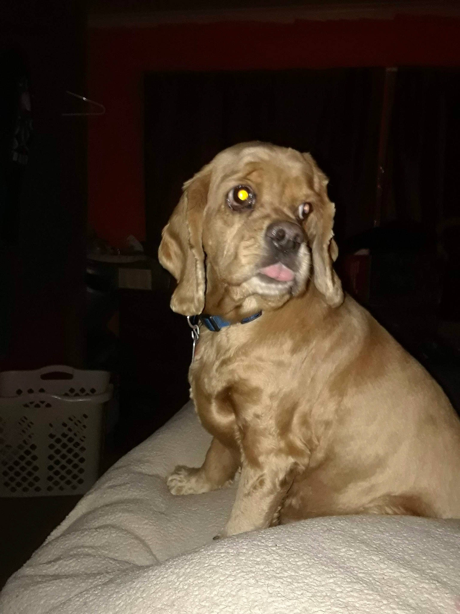 Flo joined the competition — help win amazing prizes! canidae, carnivore, chest, chest_of_drawers, collar, companion_dog, dog, dog_breed, dog_collar, drawer, fawn, guard_dog, liver, molosser, snout, sporting_group, whiskers, working_animal, working_dog, wrinkle