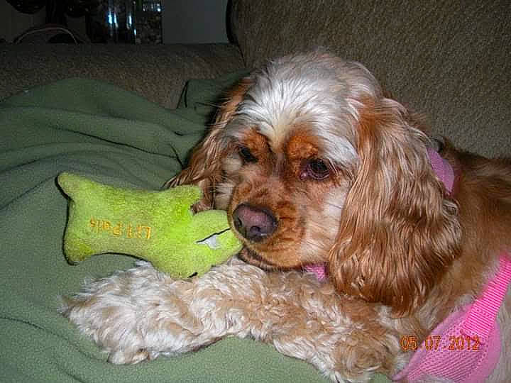 Flo joined the competition — help win amazing prizes! canidae, carnivore, companion_dog, corn_on_the_cob, dog, dog_breed, dog_supply, fawn, fur, liver, maltepoo, small_terrier, snout, sporting_group, terrier, toy_dog, vegetable, water_dog, working_animal, yorkipoo