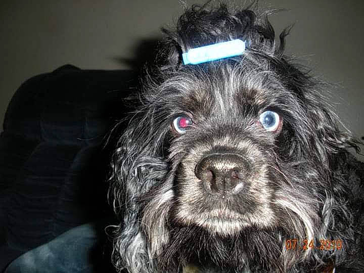 Allys joined the competition — help win amazing prizes! canidae, carnivore, companion_dog, darkness, dog, dog_breed, dog_collar, dog_supply, ear, fur, liver, maltepoo, small_terrier, snout, sporting_group, terrier, toy_dog, whiskers, working_animal, yorkipoo