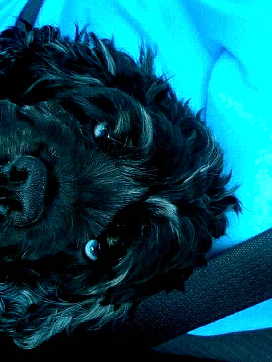 Allys is registered to the contest to win money with this photo: art, azure, canidae, carnivore, companion_dog, dog, dog_breed, dog_supply, electric_blue, fur, liver, non_sporting_group, poodle, small_terrier, sporting_group, terrier, toy_dog, visual_arts, water_dog, working_animal