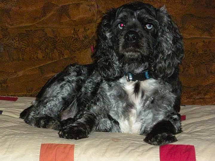 Allys is registered to the contest to win money with this photo: automotive_tire, canidae, carnivore, companion_dog, dog, dog_breed, event, fur, liver, non_sporting_group, rim, snout, sporting_group, terrestrial_animal, toy_dog, water_dog, working_animal