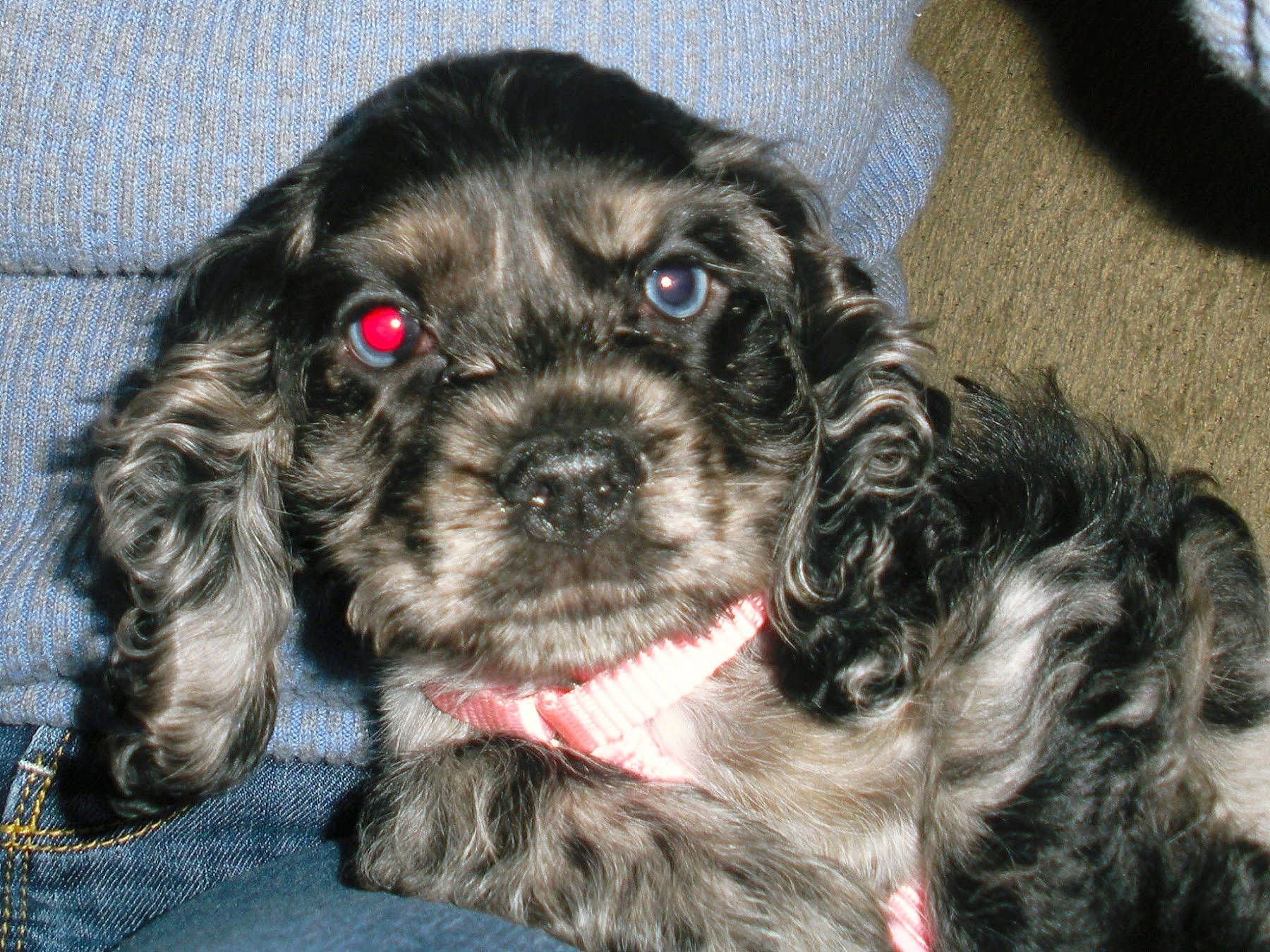 Allys is registered to the contest to win money with this photo: canidae, carnivore, collar, companion_dog, dog, dog_breed, dog_collar, dog_supply, fur, liver, puppy_love, shih_poo, snout, spaniel, sporting_group, terrier, toy_dog, water_dog, whiskers, working_animal