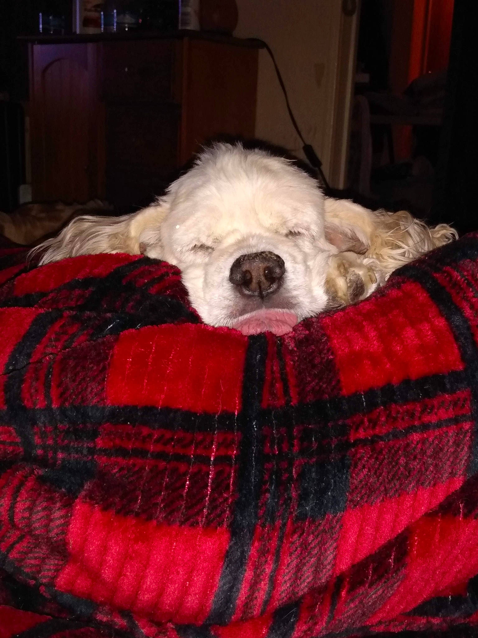 Mel joined the competition — help win amazing prizes! canidae, carmine, carnivore, comfort, companion_dog, creative_arts, dog, dog_bed, dog_breed, dog_supply, fawn, fur, linens, pattern, pet_supply, sporting_group, terrestrial_animal, toy_dog, wool, working_animal